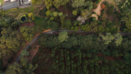 A Drone Shot of a Road Going Through a Forest