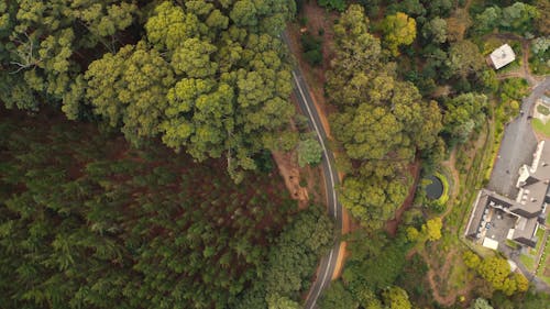 Aerial Footage of Moving Cars in a Forest Road
