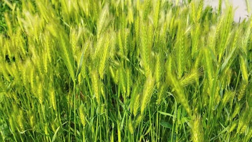 Green Barley on the Field