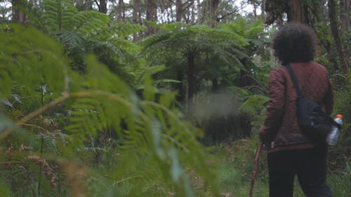 A Person Walking in a Forest