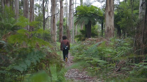 Person Walking in the Forest