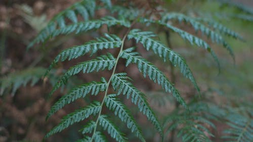 Close Up View of a Green Plant in a Forest