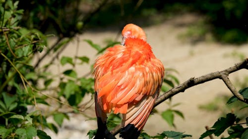 Scarlet Ibis Perched on a Tree Branch