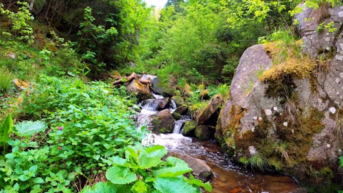 View of the Flowing Water in the Forest