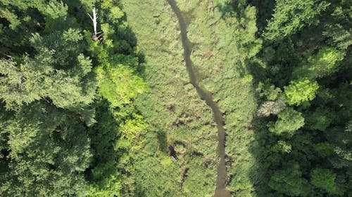 A Stream in the Forest 