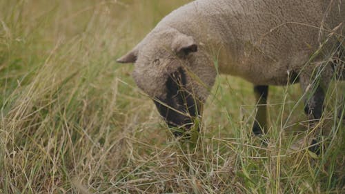 Close Up Video of a Sheep Eating Grass
