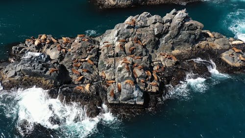 Drone Footage of Seals Laying on an Oceanic Landform