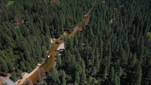 Aerial Footage of Trees