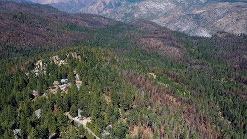 Drone Footage of Trees