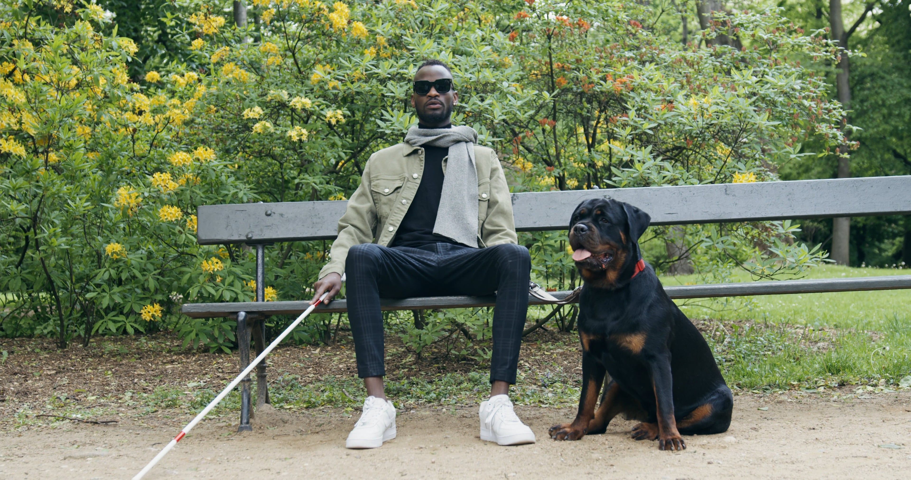 Man Sitting on a Bench with His Dog Free Stock Video Footage, Royalty ...
