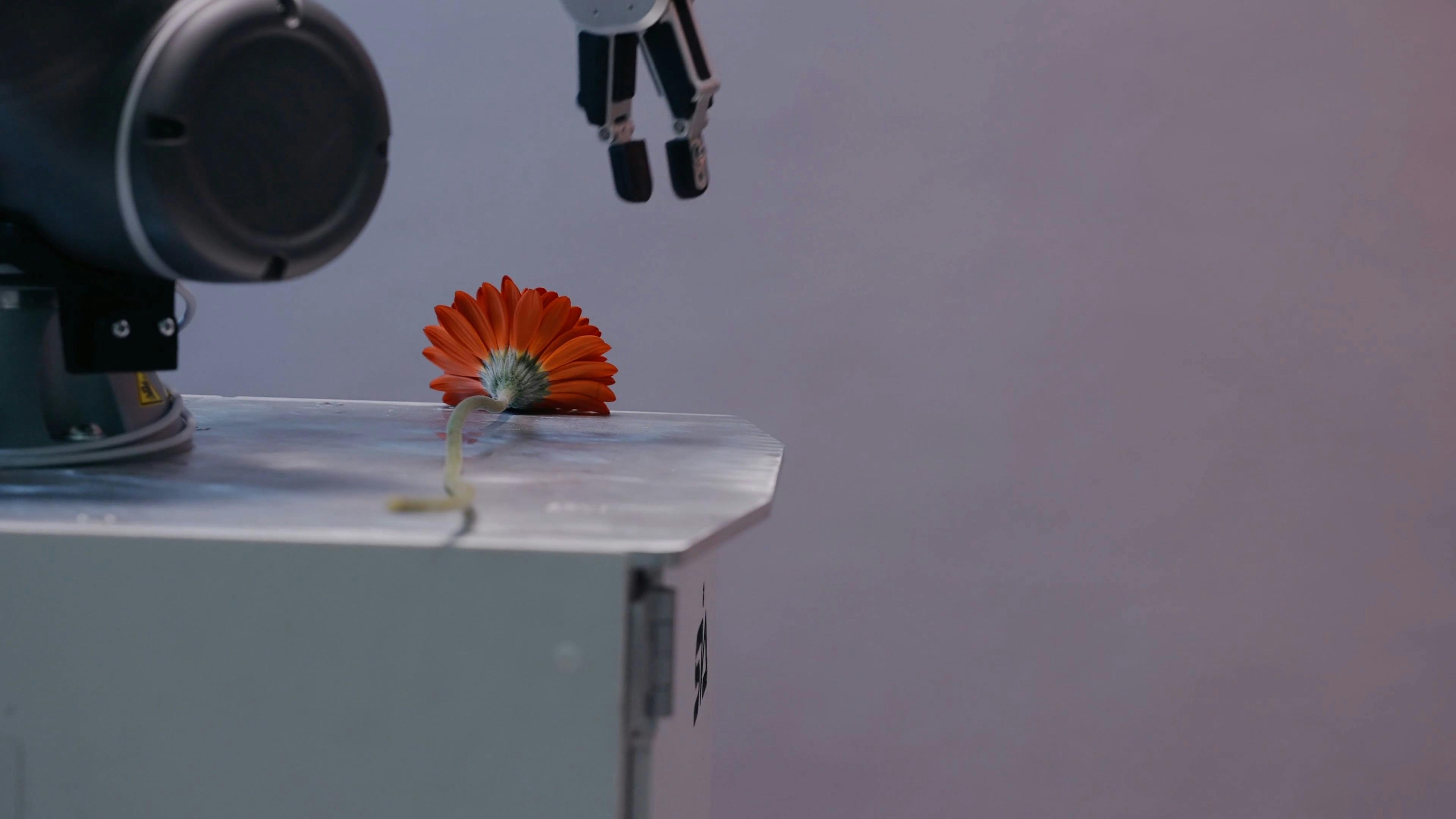 Video by Pavel Danilyuk