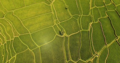 Drone Footage of a Green Rice Fields