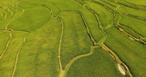 Drone Footage of a Rice Field