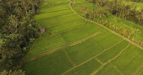 Land Full Of Plantation