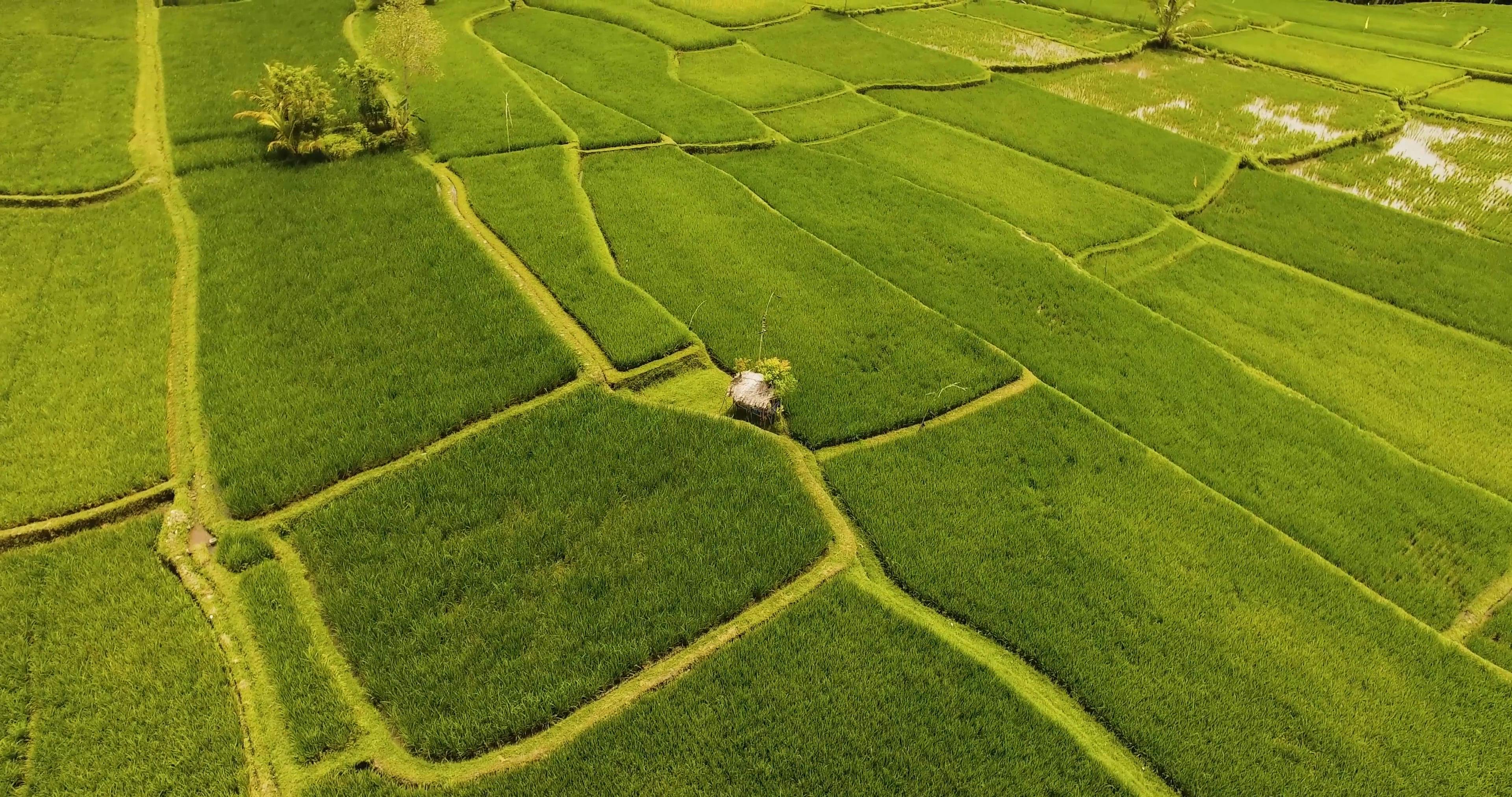 Drone Footage of a Rice Field Free Stock Video Footage, Royalty-Free 4K ...