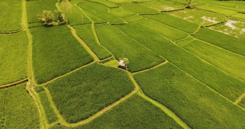 Drone Footage of a Rice Field