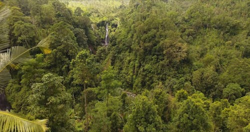 Drone Footage of a Forest with Waterfalls
