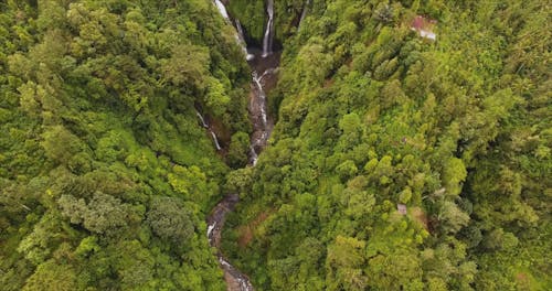 Drone Footage of a Forest with Waterfalls