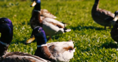 Several Ducks Standing in the Grass