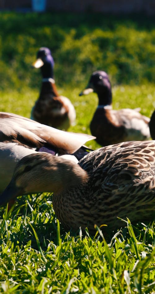 Person Feeding Ducks In The Grass