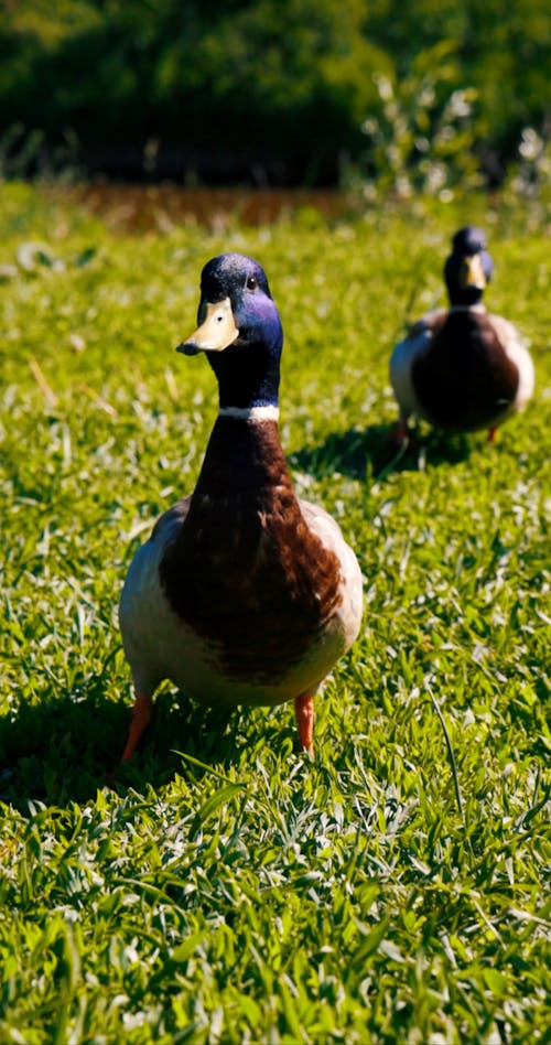 A Duck on the Grass Flapping it's Wings