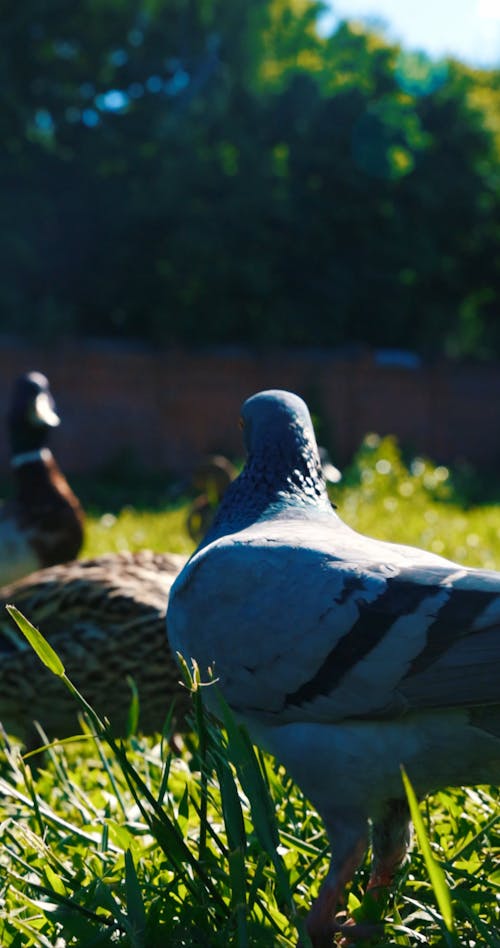 Doves and Ducks Eating In The Grass