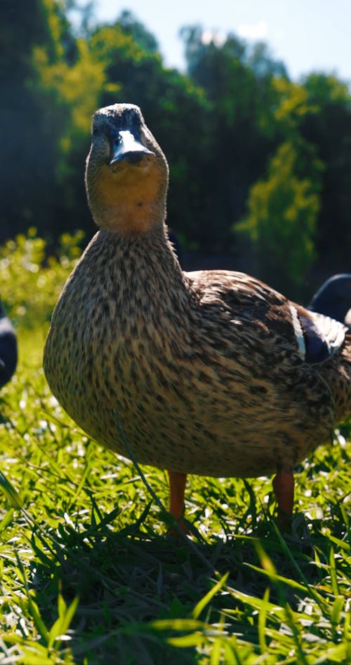 A Duck Eating while Standing in a Grassy Area