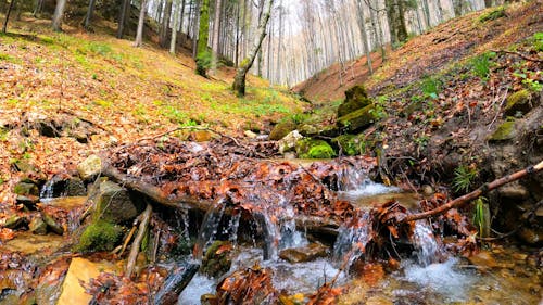 Stream in a Forest at Autumn