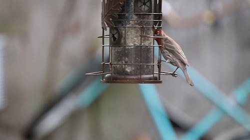 A Finch Bird on a Bird Feeder 