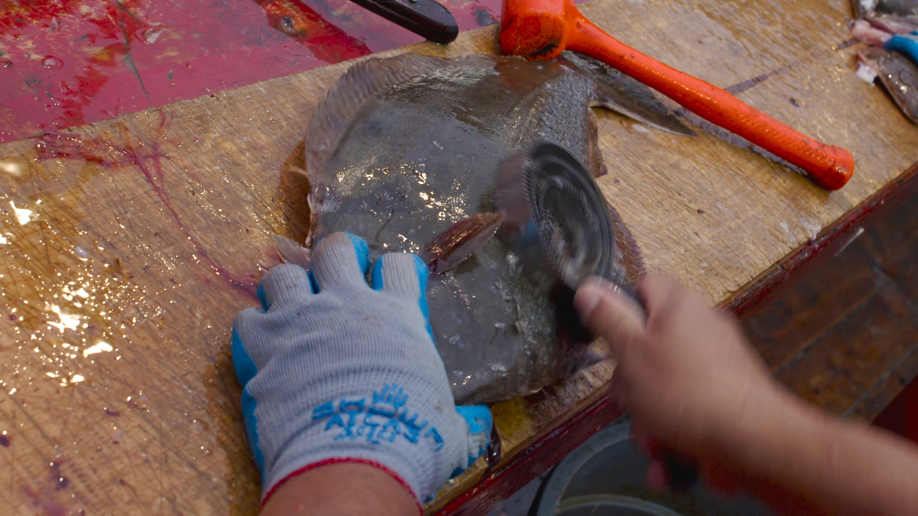 Close up of a Person Descaling Fresh Fish Free Stock Video Footage ...