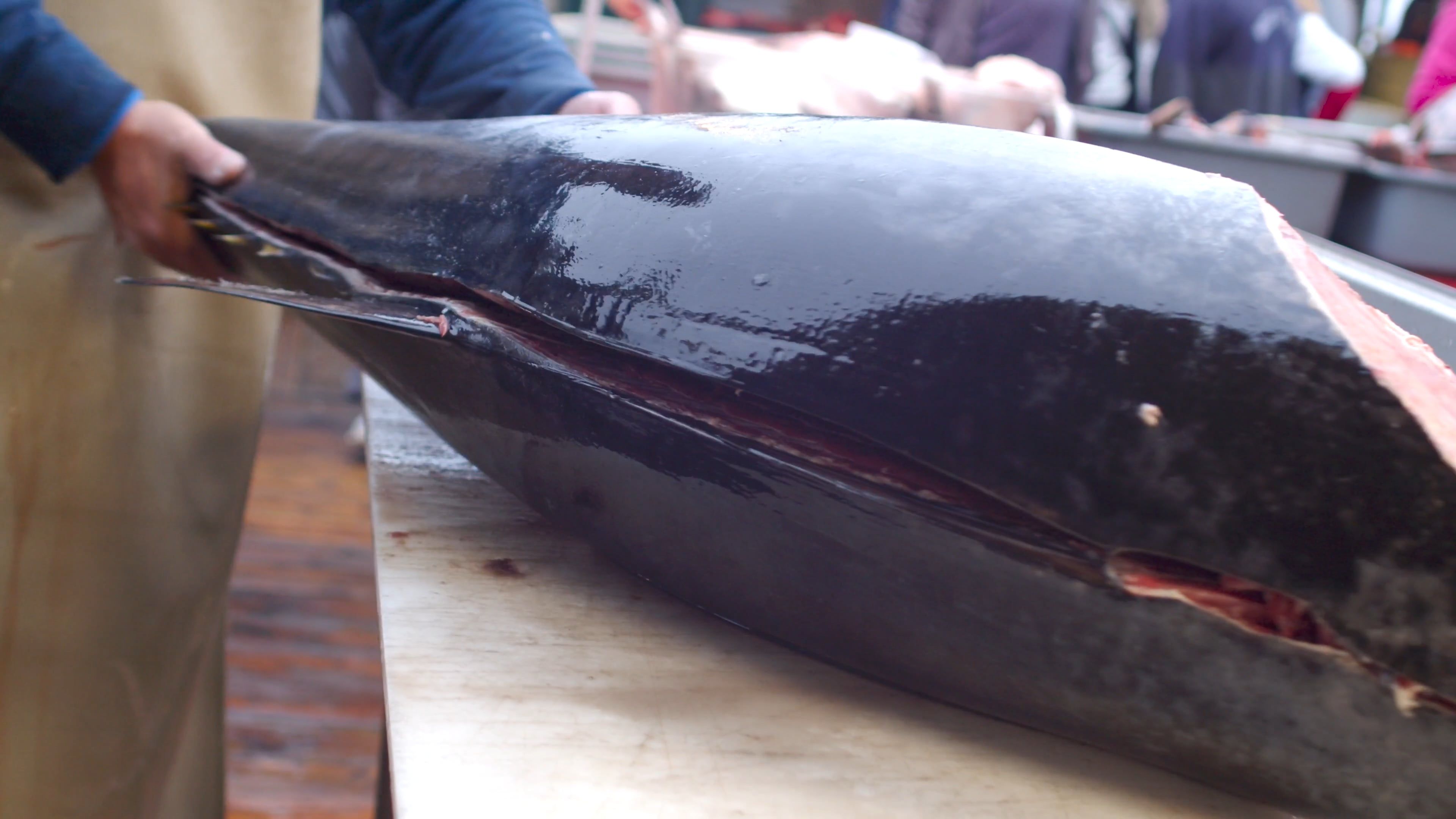 A Butcher Cutting a Yellowfin Tuna · Free Stock Video