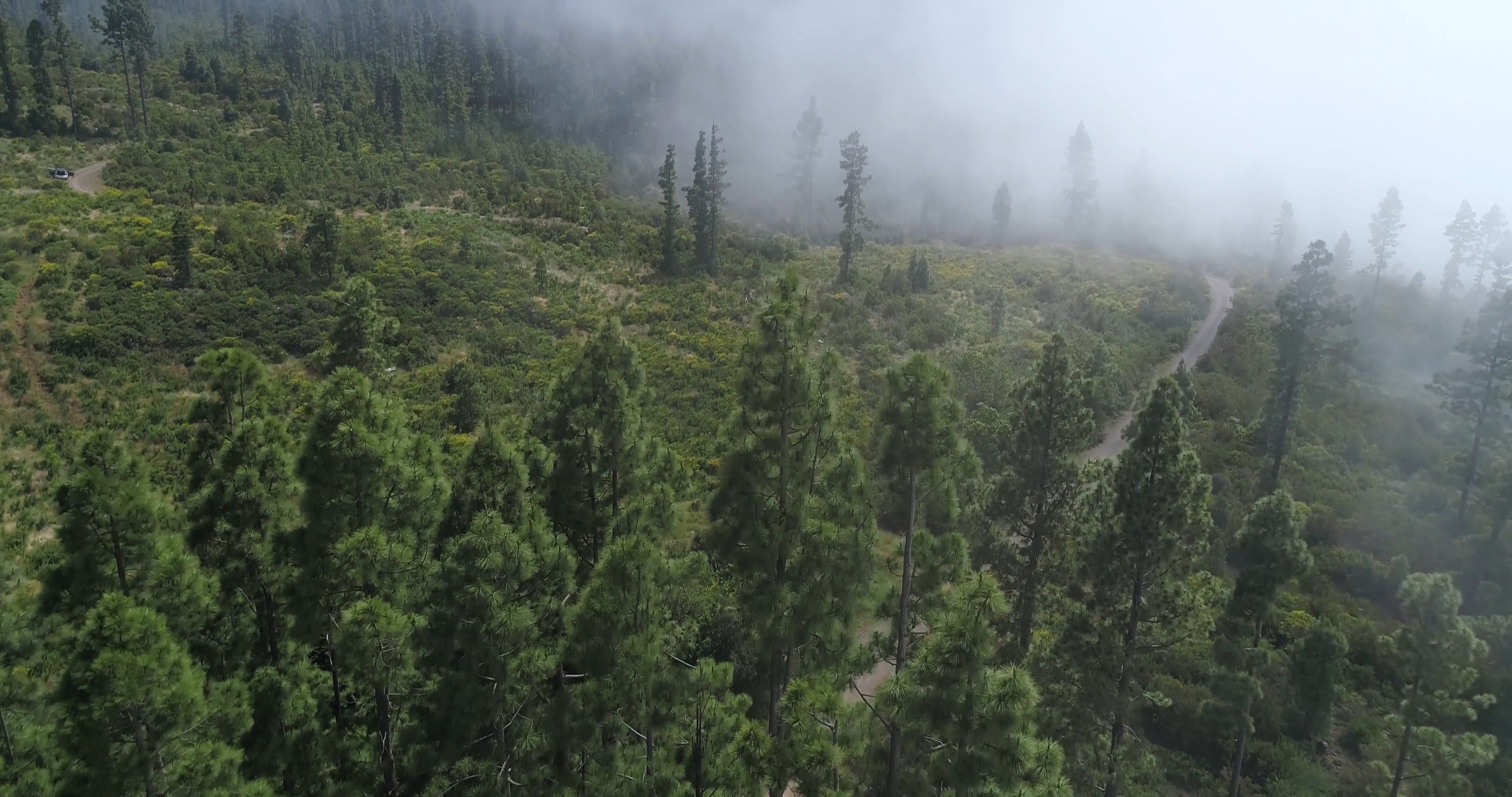 Drone Footage of Trees in the Forest Free Stock Video Footage, Royalty ...