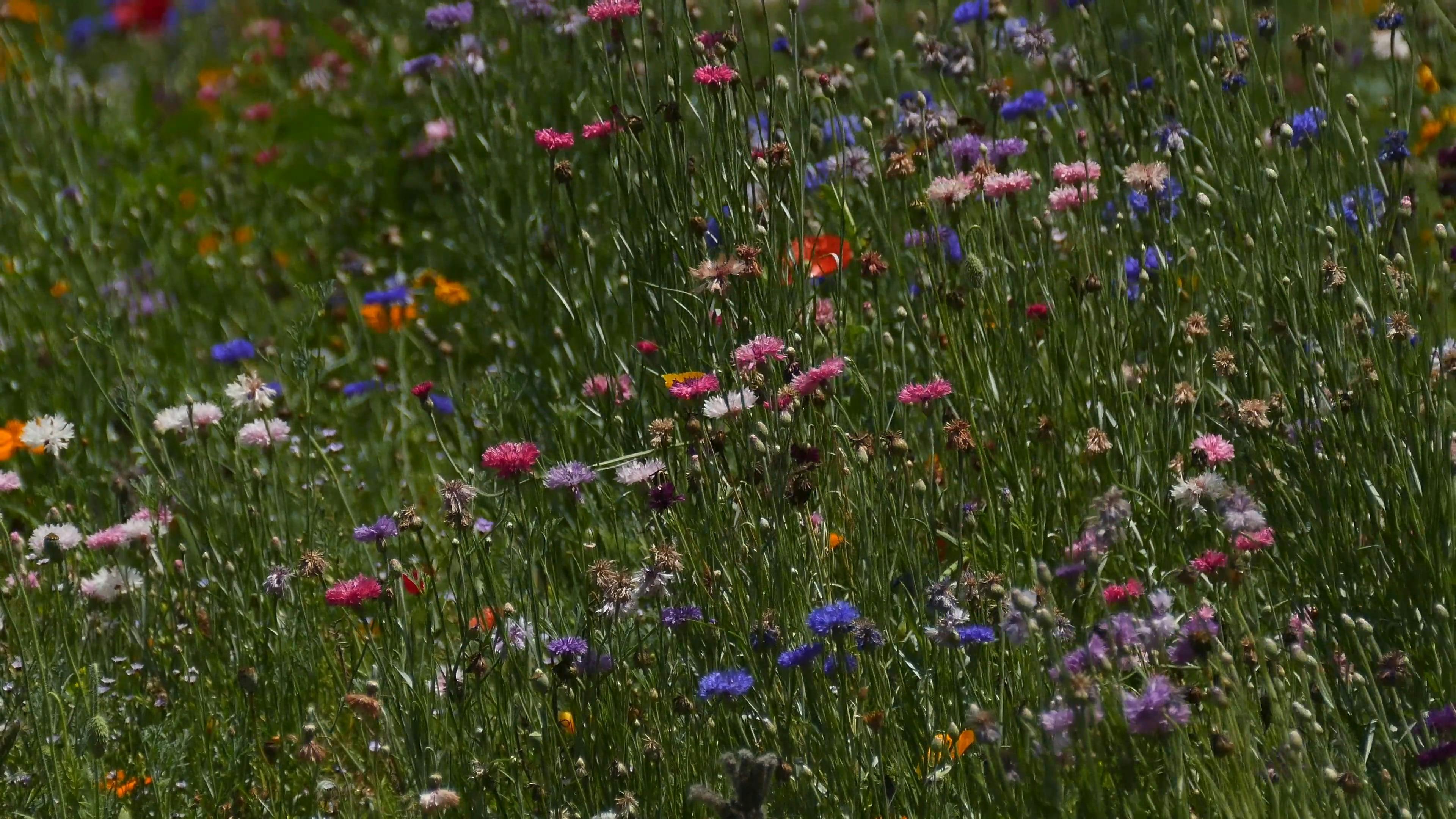 Colorful Flowers Swaying in the Wind · Free Stock Video