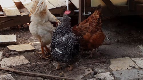 Hens and a Rooster Eating Together 