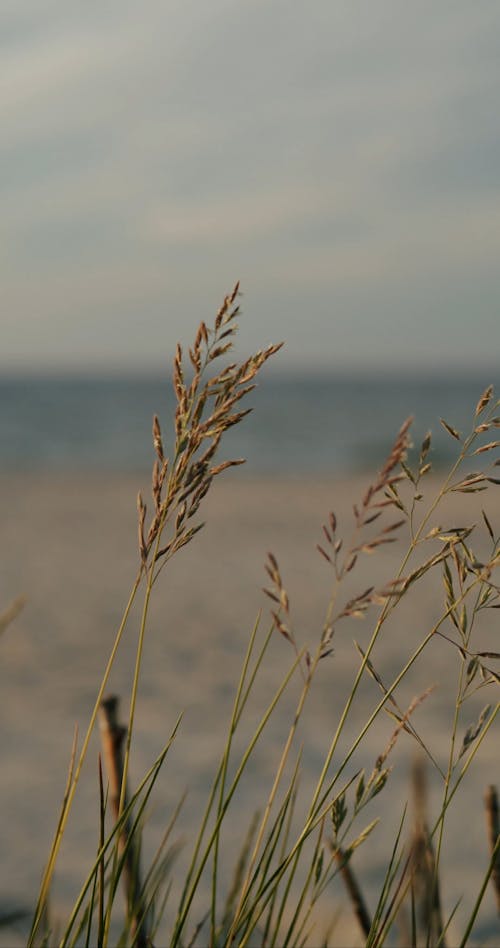 Grass Swaying by the Wind