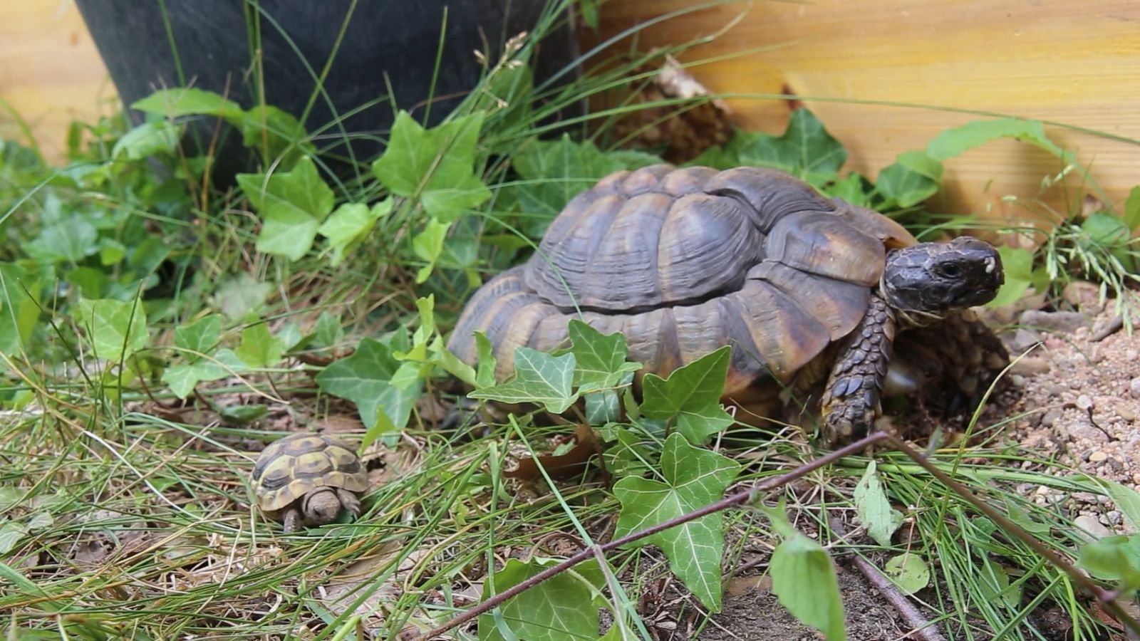 Load Turtles A Group Of Freshwater Turtles Resting On A Pile Of Concretes Free Stock ...