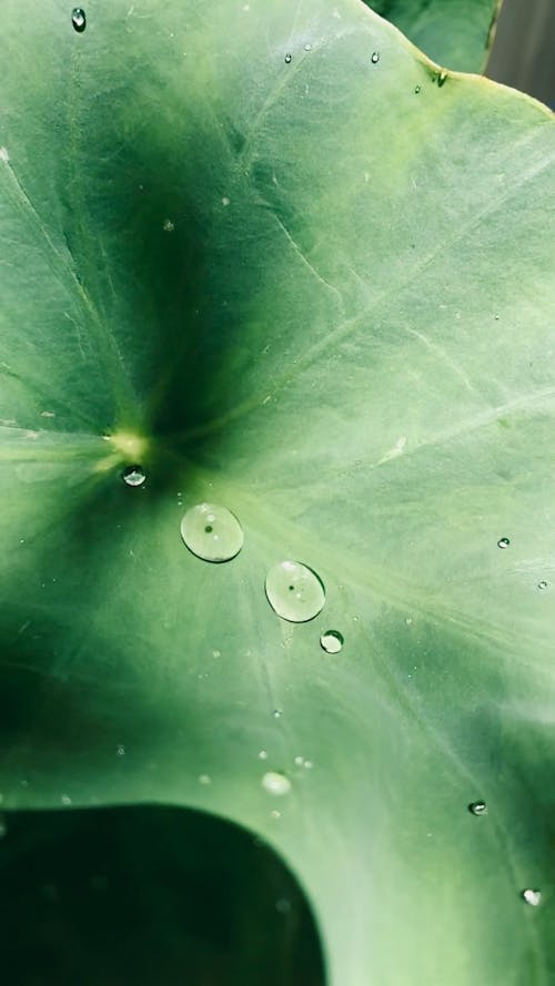 Close Up of Droplets on a Leaf