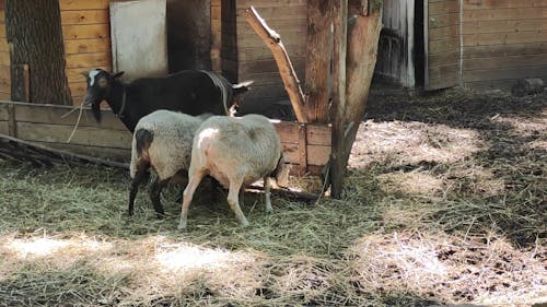 Sheep Eating Grass