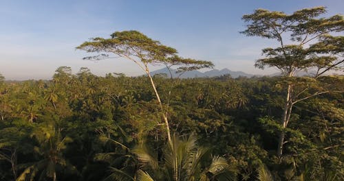 Drone Footage of a Jungle