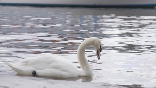 Swans Swimming on the Lake