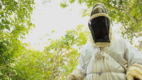 Bees in a Wooden Beehive