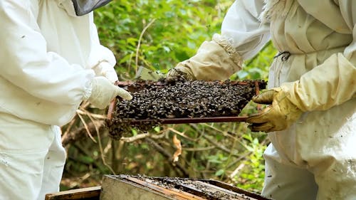 Two People in Protective Suits Working in a Bee Farm