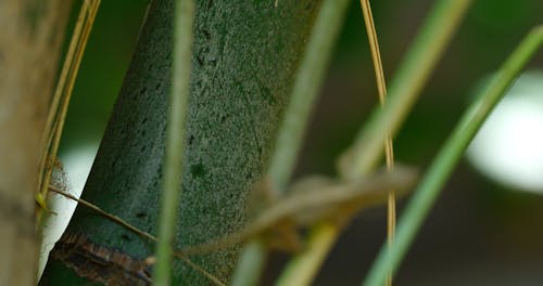 Insects on Stems