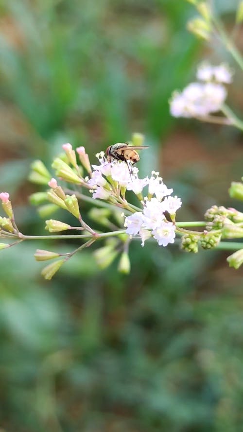 Close Up View Of A Bee On A Flower