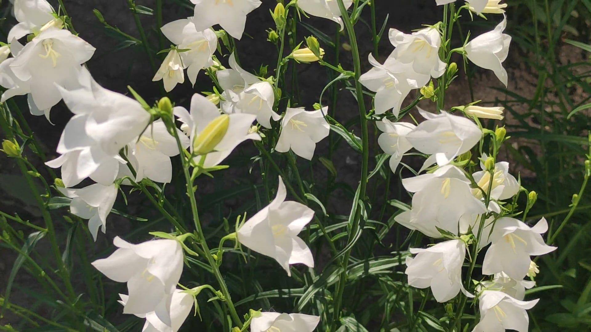 Botanical Flower Garden Videos, Download The BEST Free 4k Stock Video ...