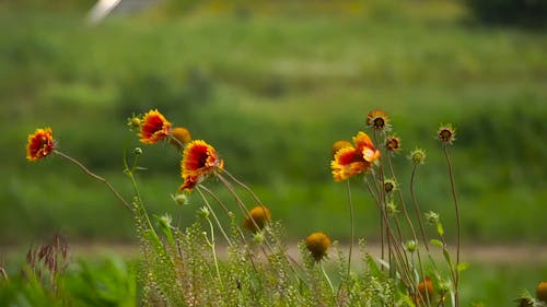 Wildflowers Swaying in the Wind