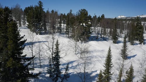 Aerial Footage of a Snow Covered Forest