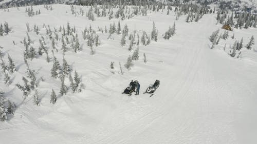 Snow Covered Trees and Ground