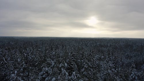 Drone Footage of a Frosty Forest and Bright Sky