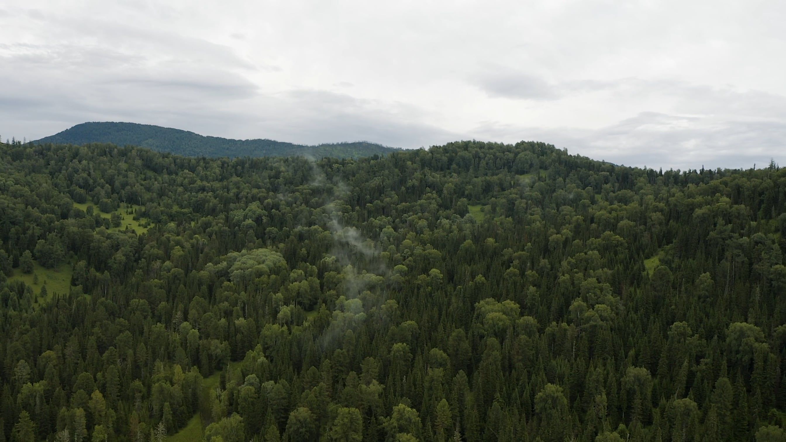 Drone Footage of Trees in the Forest Free Stock Video Footage, Royalty ...